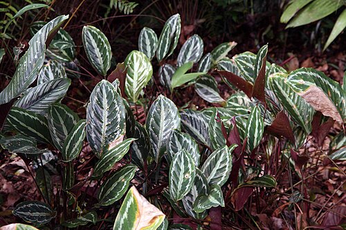 Goeppertia picturata: Location taken: Else Kientzler Botanical Garden, Sarchi Norte, Costa Rica. Names: Calathea picturata (Linden) K.Koch and Linden var. vandenheckei Classification