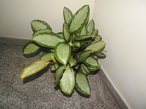 Goeppertia picturata: Marantaceae-house plant, leaves dark green above,purple below,marked heavily with silver and midrib.
