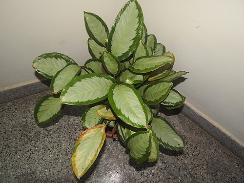 Goeppertia picturata: Marantaceae-house plant, leaves dark green above,purple below,marked heavily with silver and midrib.