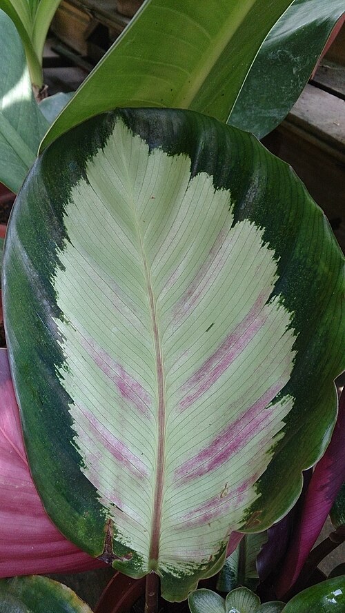 Goeppertia picturata: Calathea picturata 'Argentea'