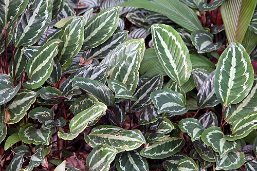Goeppertia picturata: Location taken: Else Kientzler Botanical Garden, Sarchi Norte, Costa Rica. Names: Calathea picturata (Linden) K.Koch and Linden var. vandenheckei Classification