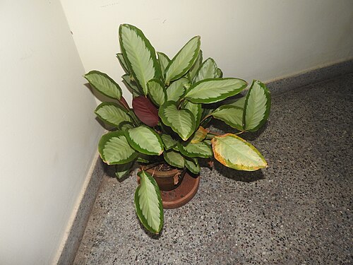 Goeppertia picturata: Marantaceae-house plant, leaves dark green above,purple below,marked heavily with silver and midrib.