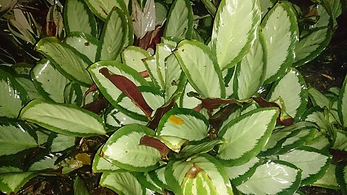 Goeppertia picturata: Calathea picturata 'Argentea'