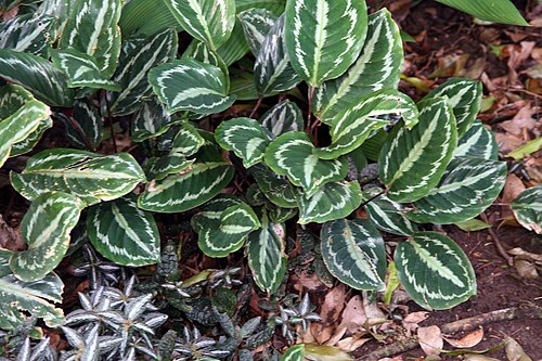 Goeppertia picturata: Location taken: Else Kientzler Botanical Garden, Sarchi Norte, Costa Rica. Names: Calathea picturata (Linden) K.Koch and Linden var. vandenheckei Classification