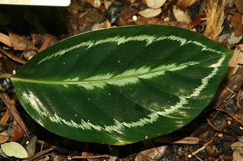 Goeppertia roseopicta: Location taken: Fairchild Tropical Botanic Garden, Miami, FL USA. Names: Calathea roseopicta (Linden) Regel, Calathea, Rose Painted Calathe Classification: Plan