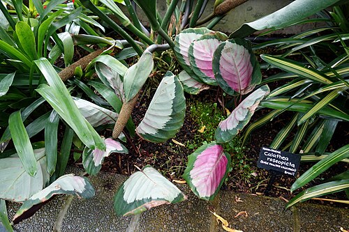 Goeppertia roseopicta: Begonia House - Wellington Botanic Garden - Wellington, New Zealand.