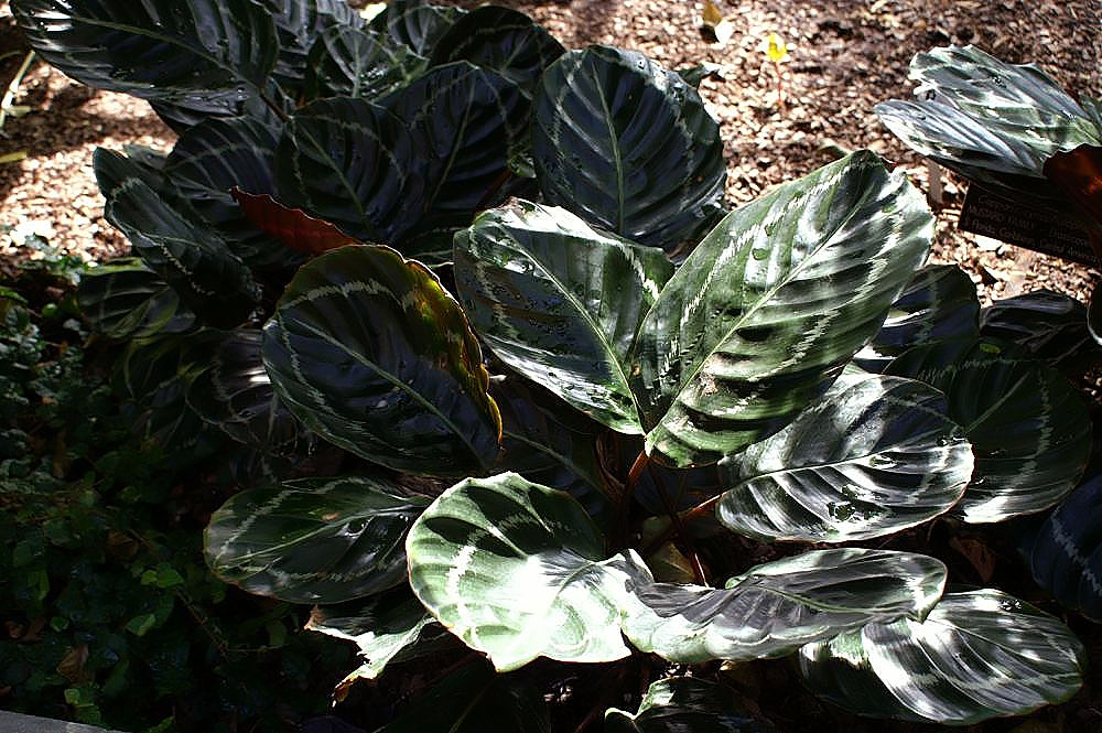 Goeppertia roseopicta: Location taken: United States Botanic Garden. Names: Calathea roseopicta (Linden) Regel, Calathea, Rose Painted Calathe Classification: Plantae > Magnoliophyta