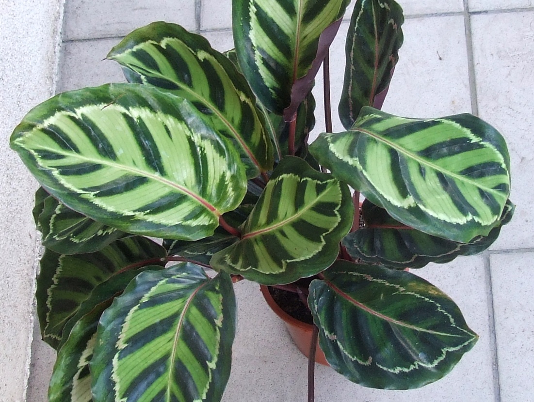Goeppertia roseopicta: Calathea roseopicta