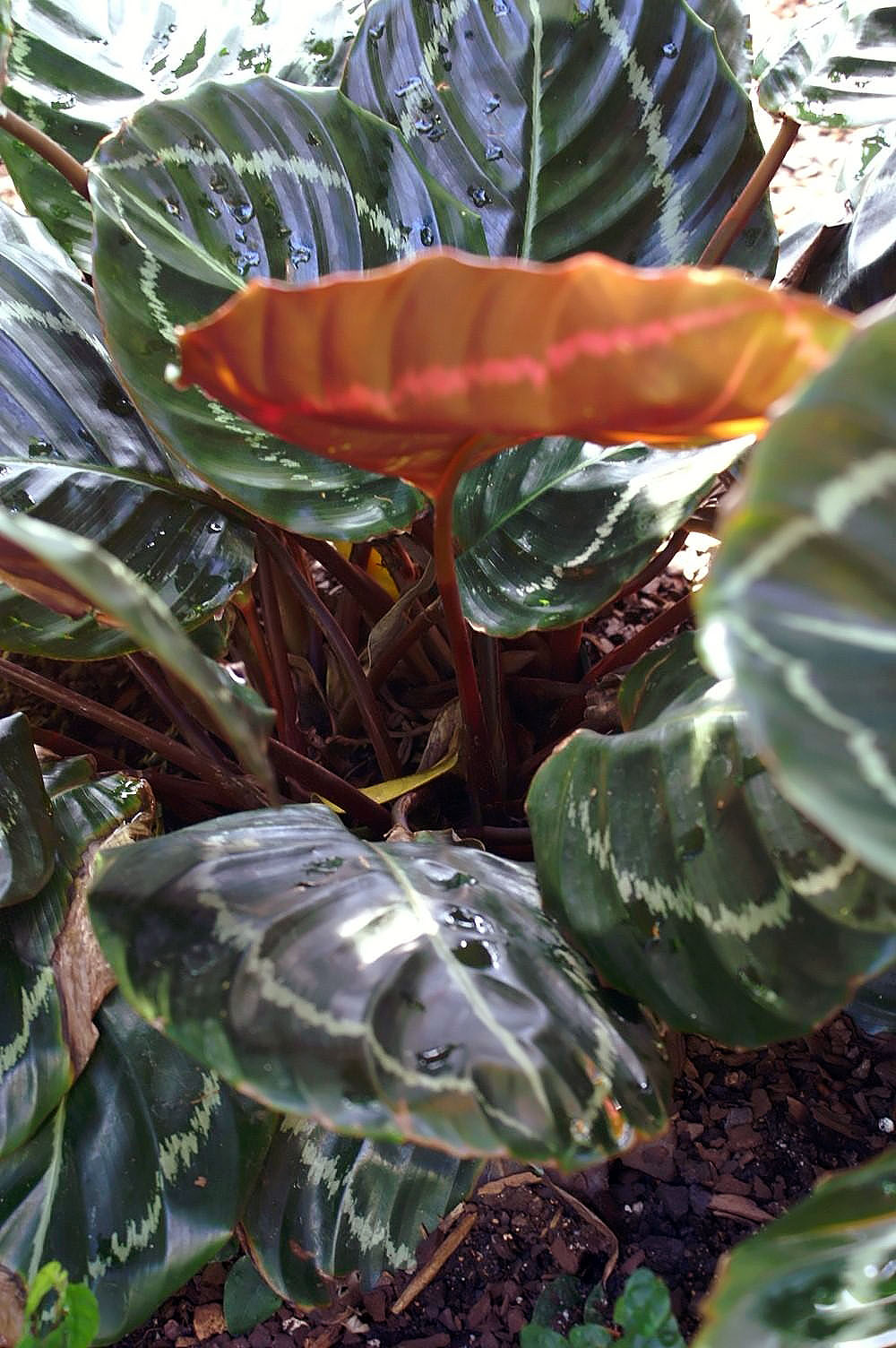 Goeppertia roseopicta: Location taken: United States Botanic Garden. Names: Calathea roseopicta (Linden) Regel, Calathea, Rose Painted Calathe Classification: Plantae > Magnoliophyta
