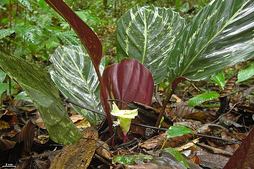 Goeppertia roseopicta: Amazon, Peru, 20130118