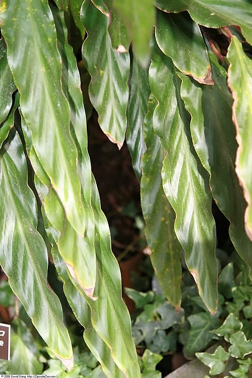 Goeppertia rufibarba: Location taken: United States Botanic Garden. Names: Calathea rufibarba Fenzl, Calathe Classification: Plantae > Magnoliophyta > Liliopsida > Zingiberales > Mar