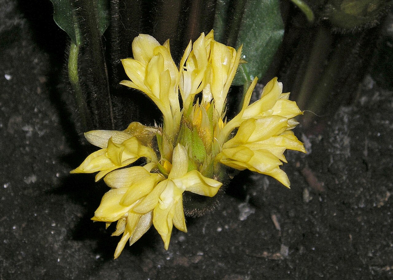 Goeppertia rufibarba: Calathea rufibarba