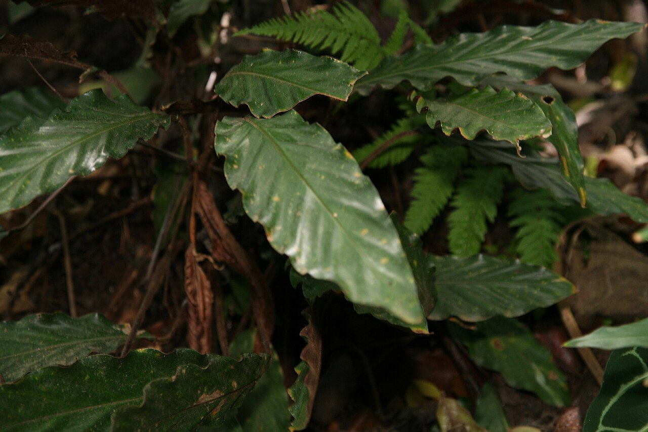Goeppertia rufibarba: Location taken: Else Kientzler Botanical Garden, Sarchi Norte, Costa Rica. Names: Calathea rufibarba Fenzl, Calathe Classification: Plantae > Magnoliophyta > Li