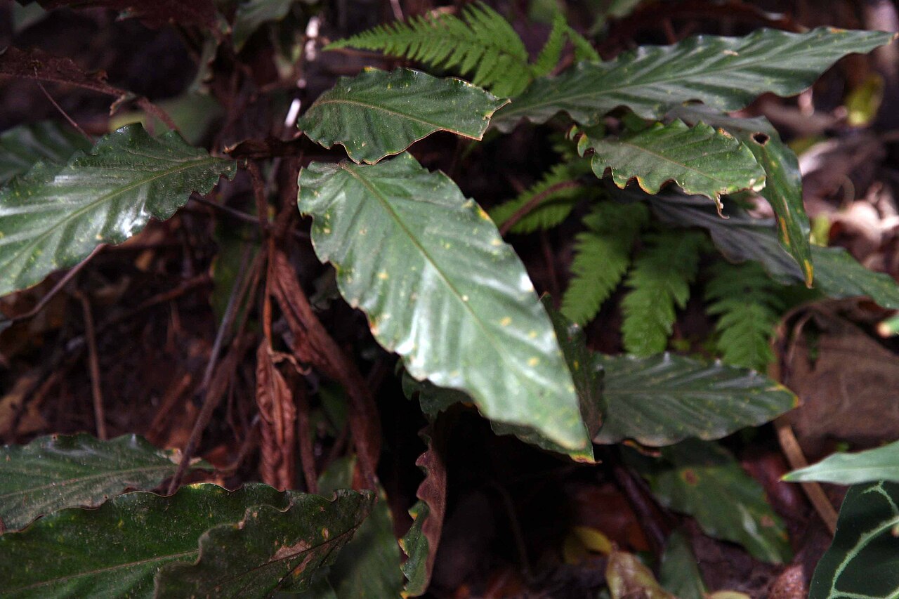 Goeppertia rufibarba: Location taken: Else Kientzler Botanical Garden, Sarchi Norte, Costa Rica. Names: Calathea rufibarba Fenzl, Calathe Classification: Plantae > Magnoliophyta > Li
