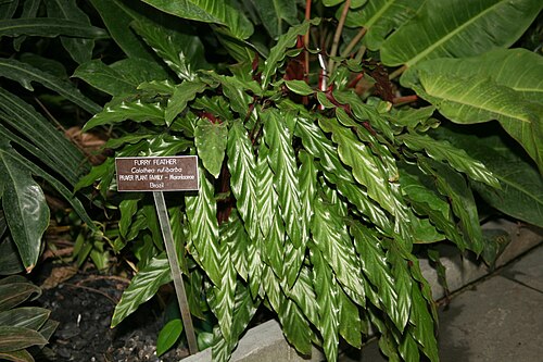 Goeppertia rufibarba: Furry Feather