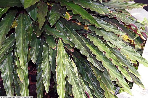 Goeppertia rufibarba: Location taken: United States Botanic Garden. Names: Calathea rufibarba Fenzl, Calathe Classification: Plantae > Magnoliophyta > Liliopsida > Zingiberales > Mar