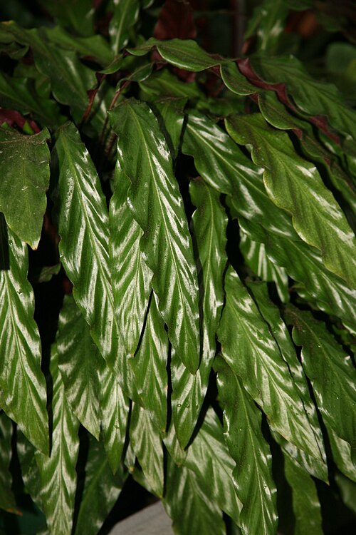 Goeppertia rufibarba: Furry Feather