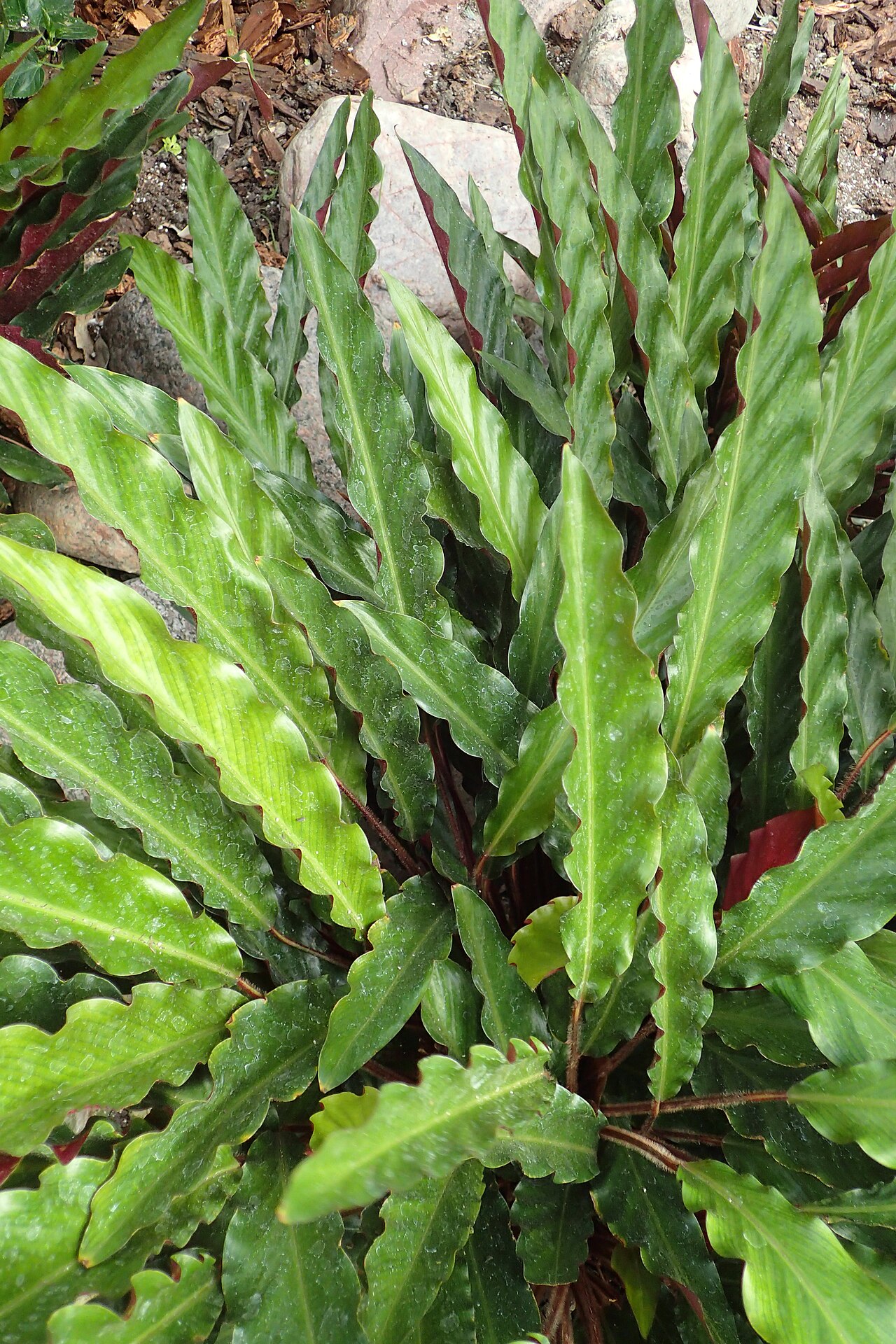 Goeppertia rufibarba: Calathea rufibarba in Lincoln Park Conservatory, Chicago