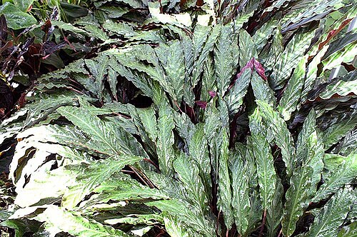 Goeppertia rufibarba: Location taken: United States Botanic Garden. Names: Calathea rufibarba Fenzl, Calathe Classification: Plantae > Magnoliophyta > Liliopsida > Zingiberales > Mar