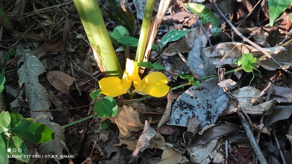 Goeppertia sellowii (Goeppertia sellowii)