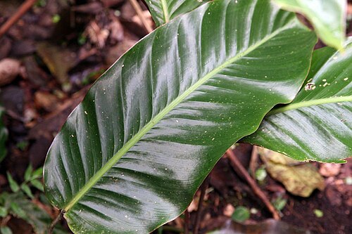 Goeppertia sophiae: Location taken: Wilson Botanical Garden, Las Cruces Biological Station, Costa Rica. Names: Calathea sophiae Huber Classification: Plantae > Angiosperms > Monoco