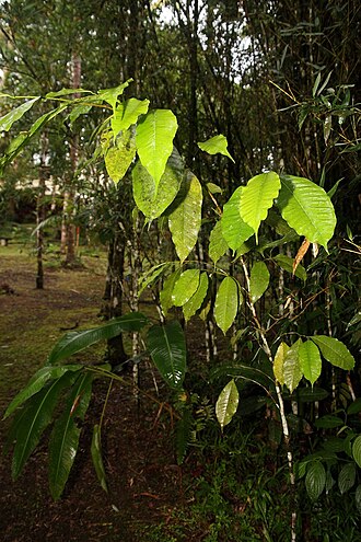 Goeppertia sophiae: Location taken: Wilson Botanical Garden, Las Cruces Biological Station, Costa Rica. Names: Calathea sophiae Huber Classification: Plantae > Angiosperms > Monoco