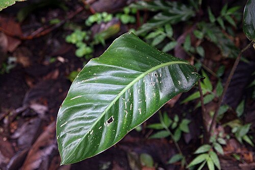 Goeppertia sophiae: Location taken: Wilson Botanical Garden, Las Cruces Biological Station, Costa Rica. Names: Calathea sophiae Huber Classification: Plantae > Angiosperms > Monoco