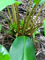 Goeppertia squarrosa (Goeppertia squarrosa)