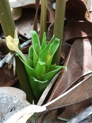 Goeppertia squarrosa (Goeppertia squarrosa)
