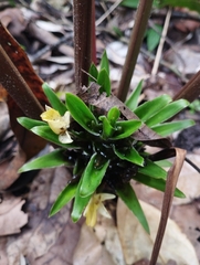 Goeppertia squarrosa (Goeppertia squarrosa)