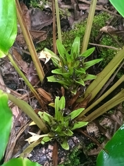 Goeppertia squarrosa (Goeppertia squarrosa)