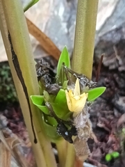 Goeppertia squarrosa (Goeppertia squarrosa)