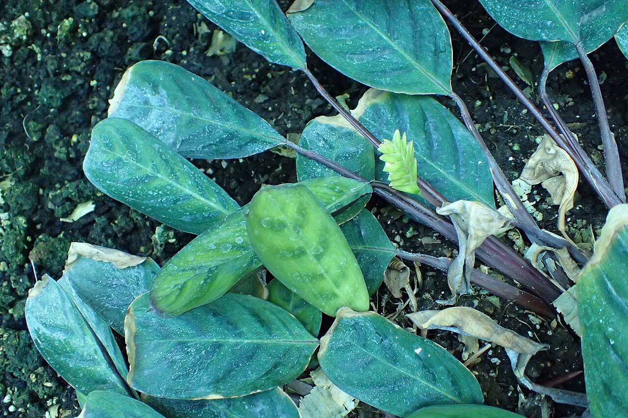 Goeppertia stromanthifolia: Calathea stromanthifolia in botanical garden in Vácrátót