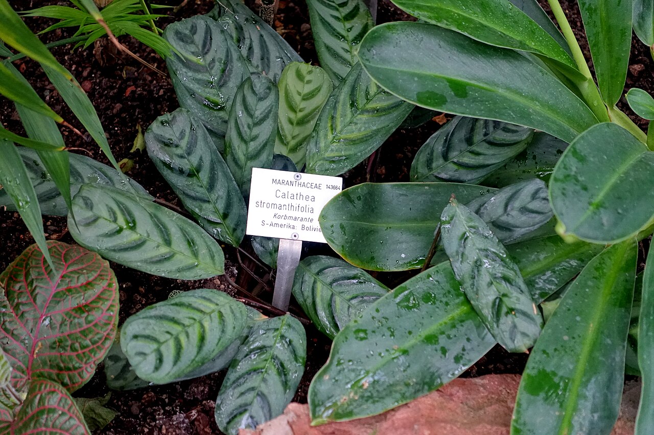 Goeppertia stromanthifolia: Botanical specimen in the Botanischer Garten - Heidelberg, Germany.