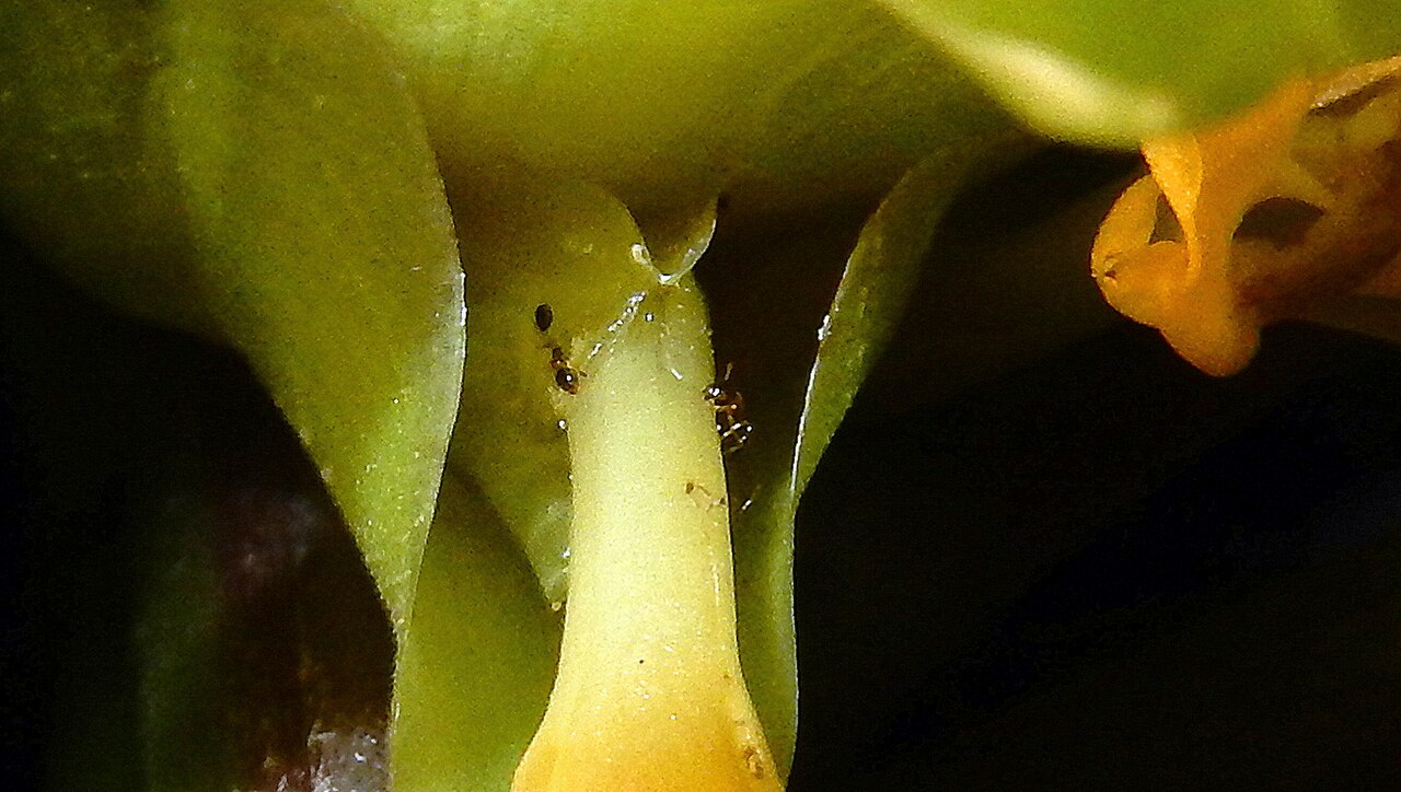 Goeppertia umbrosa: Goeppertia umbrosa (Körn.) Borchs. & S.Suárez
