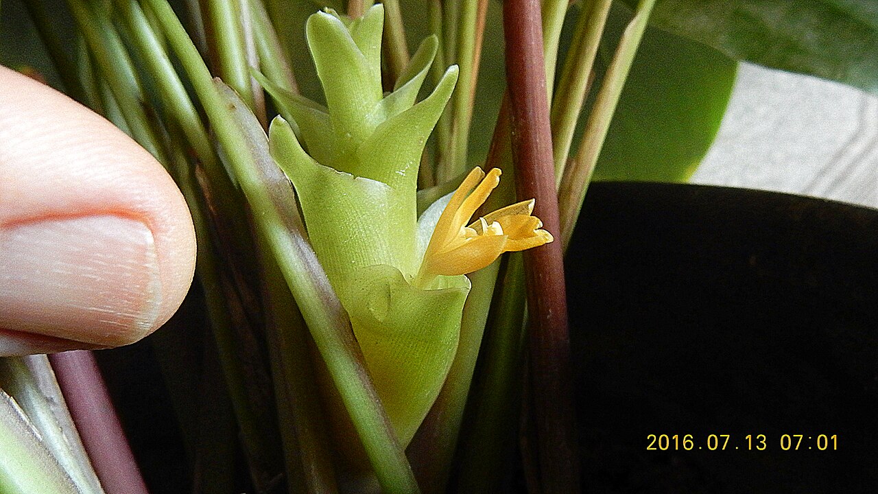 Goeppertia umbrosa: Goeppertia umbrosa (Körn.) Borchs. & S.Suárez