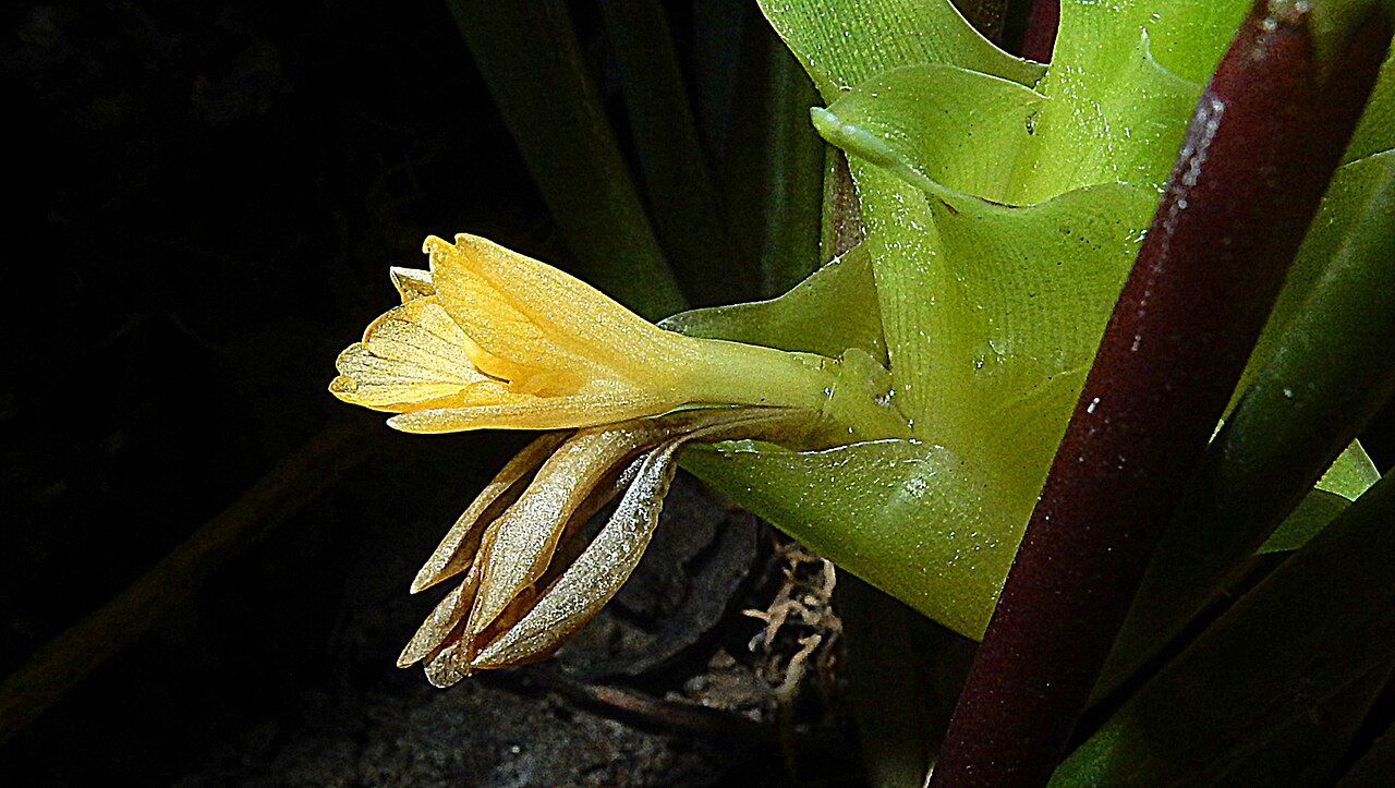 Goeppertia umbrosa: Goeppertia umbrosa (Körn.) Borchs. & S.Suárez