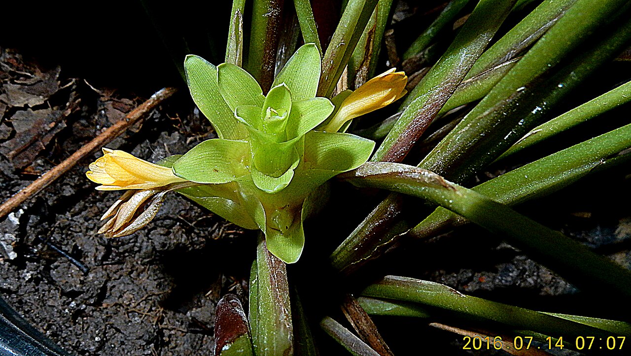 Goeppertia umbrosa: Goeppertia umbrosa (Körn.) Borchs. & S.Suárez
