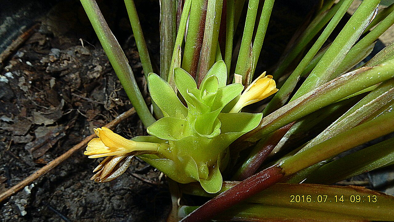 Goeppertia umbrosa: Goeppertia umbrosa (Körn.) Borchs. & S.Suárez