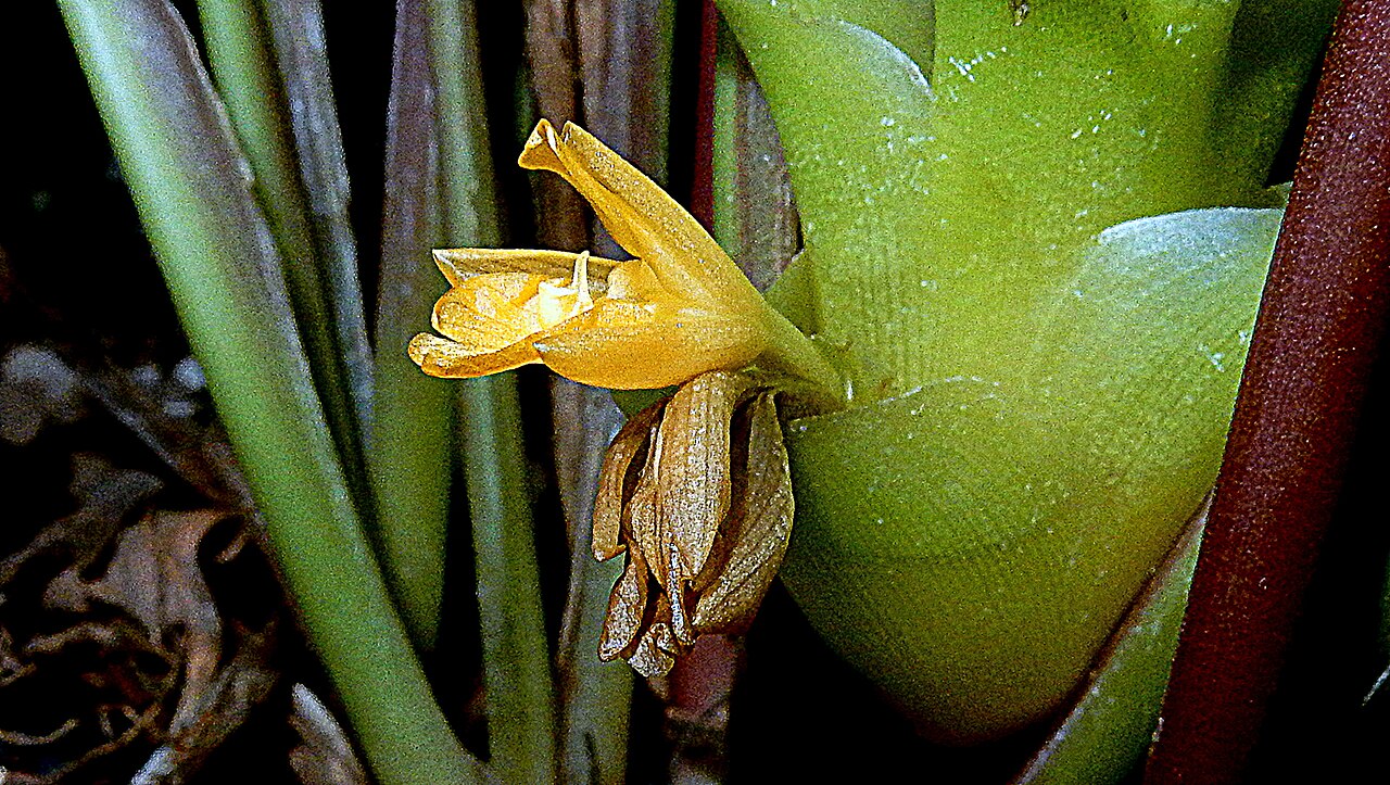 Goeppertia umbrosa: Goeppertia umbrosa (Körn.) Borchs. & S.Suárez