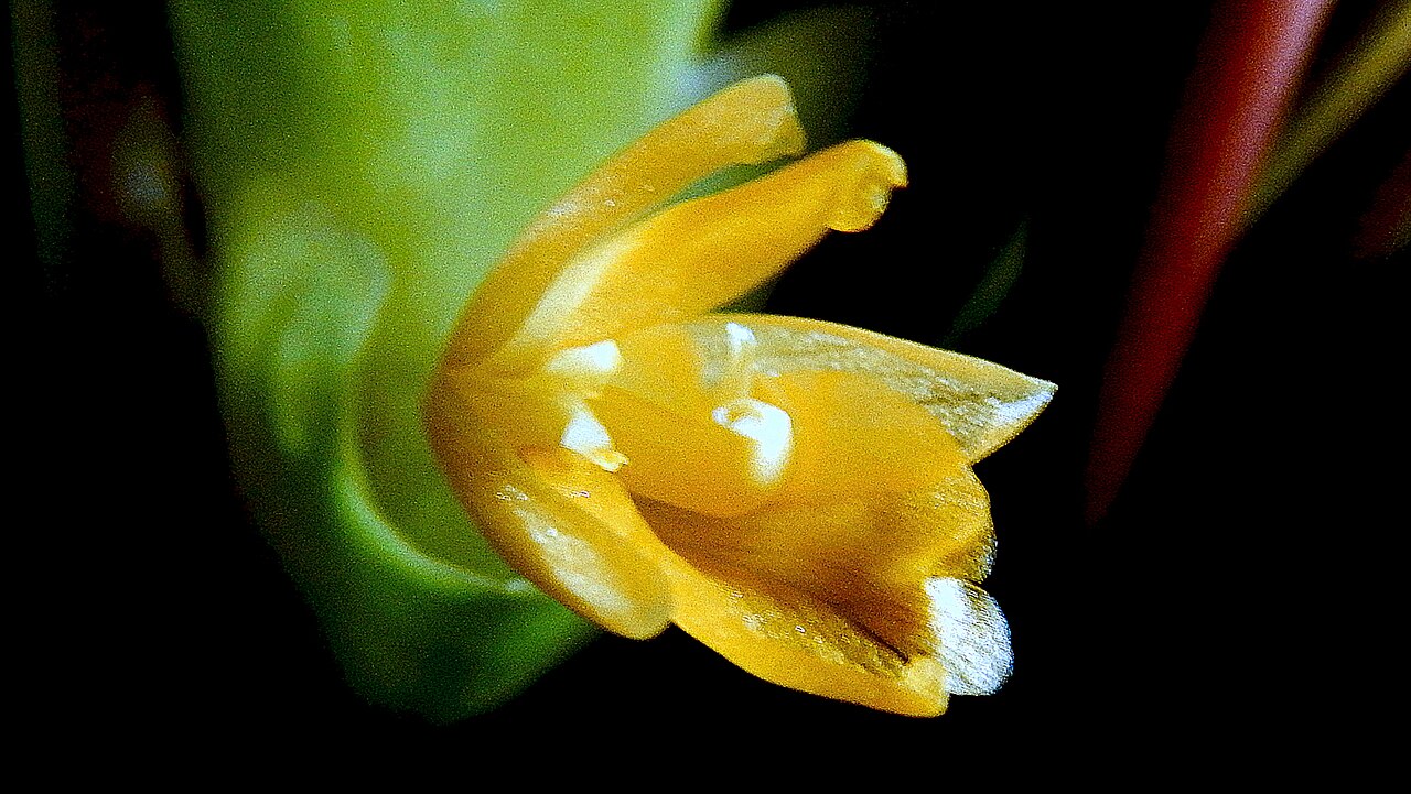 Goeppertia umbrosa: Goeppertia umbrosa (Körn.) Borchs. & S.Suárez