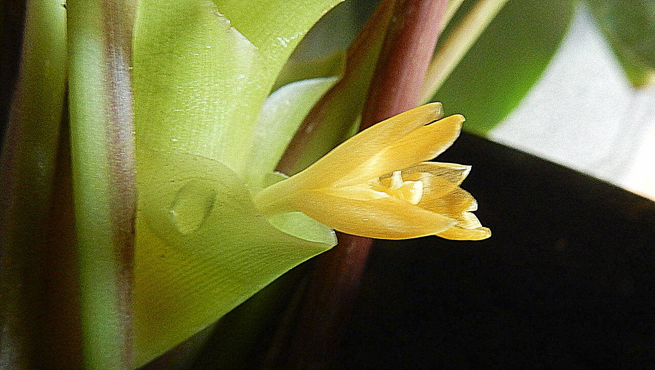 Goeppertia umbrosa: Goeppertia umbrosa (Körn.) Borchs. & S.Suárez