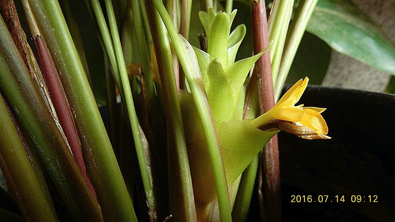 Goeppertia umbrosa: Goeppertia umbrosa (Körn.) Borchs. & S.Suárez