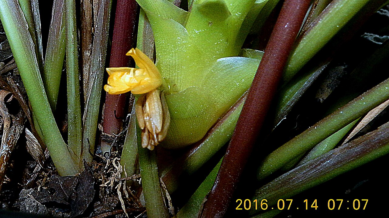 Goeppertia umbrosa: Goeppertia umbrosa (Körn.) Borchs. & S.Suárez