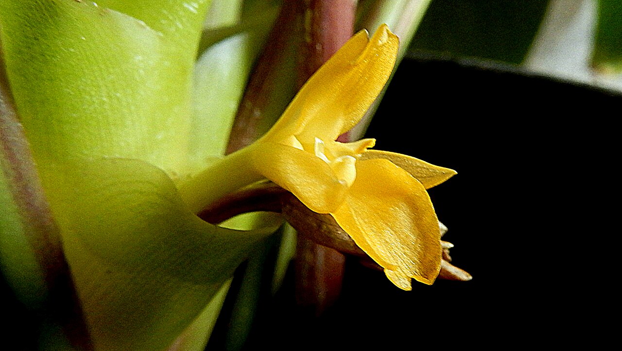 Goeppertia umbrosa: Goeppertia umbrosa (Körn.) Borchs. & S.Suárez
