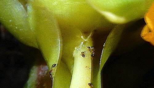 Goeppertia umbrosa: Goeppertia umbrosa (Körn.) Borchs. & S.Suárez