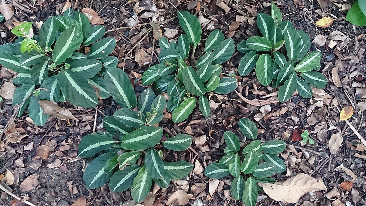Goeppertia undulata: Calathea undulata. This very small species hardly exceeds 30 cm in height & occurs naturally in the forests of Peru and Brazil. The metallic dark green leaves w