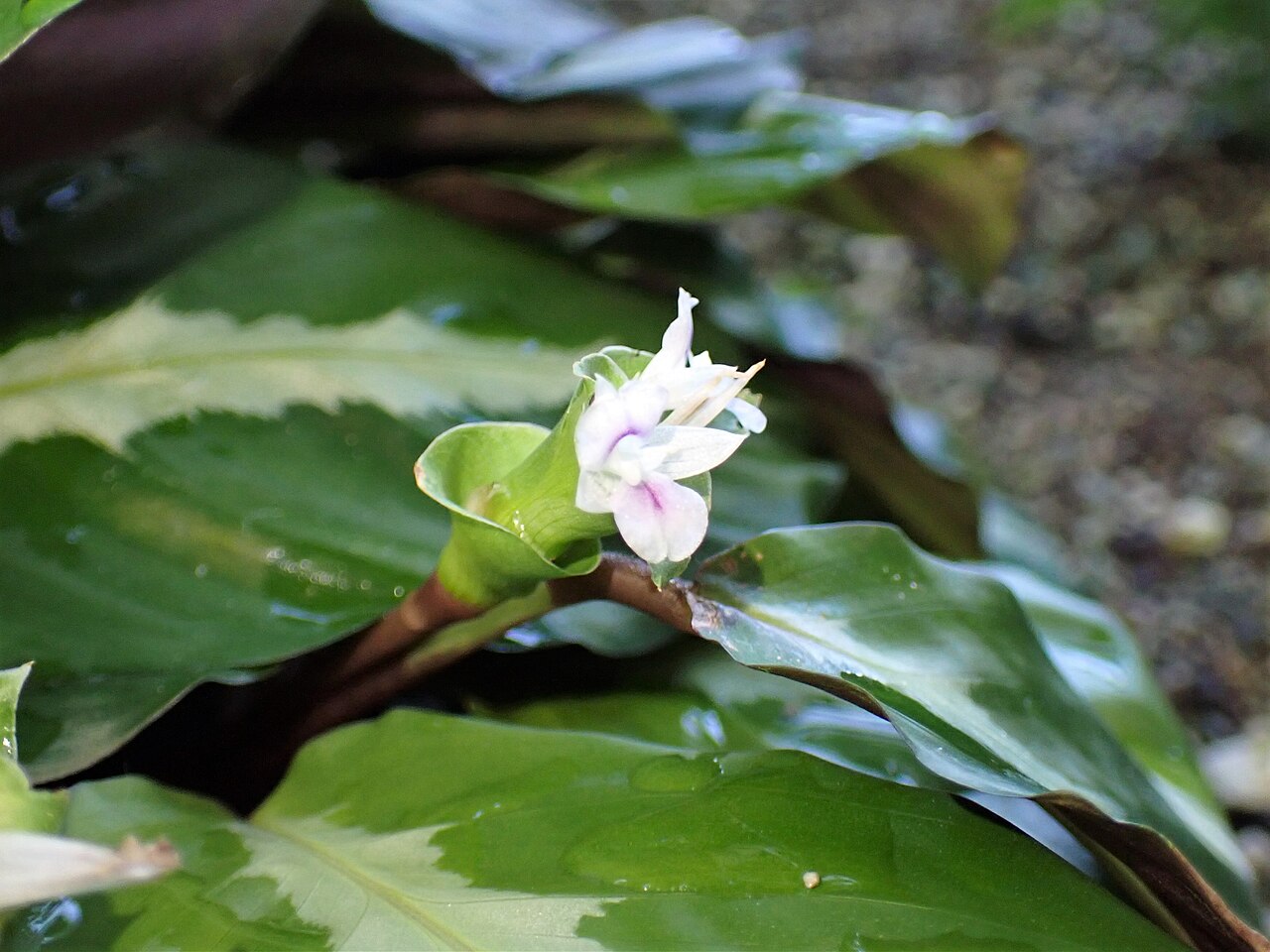 Goeppertia undulata: Calathea undulata in the Botanischer Garten, Berlin-Dahlem