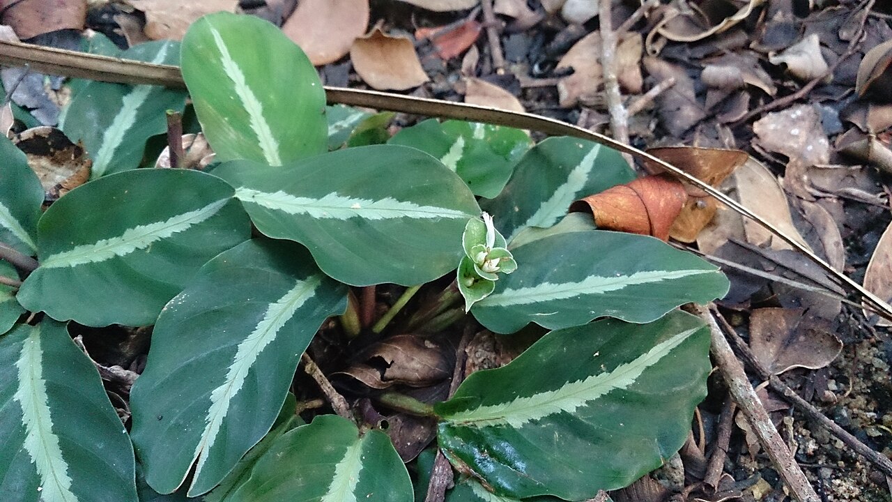 Goeppertia undulata: Calathea undulata. This very small species hardly exceeds 30 cm in height & occurs naturally in the forests of Peru and Brazil. The metallic dark green leaves w