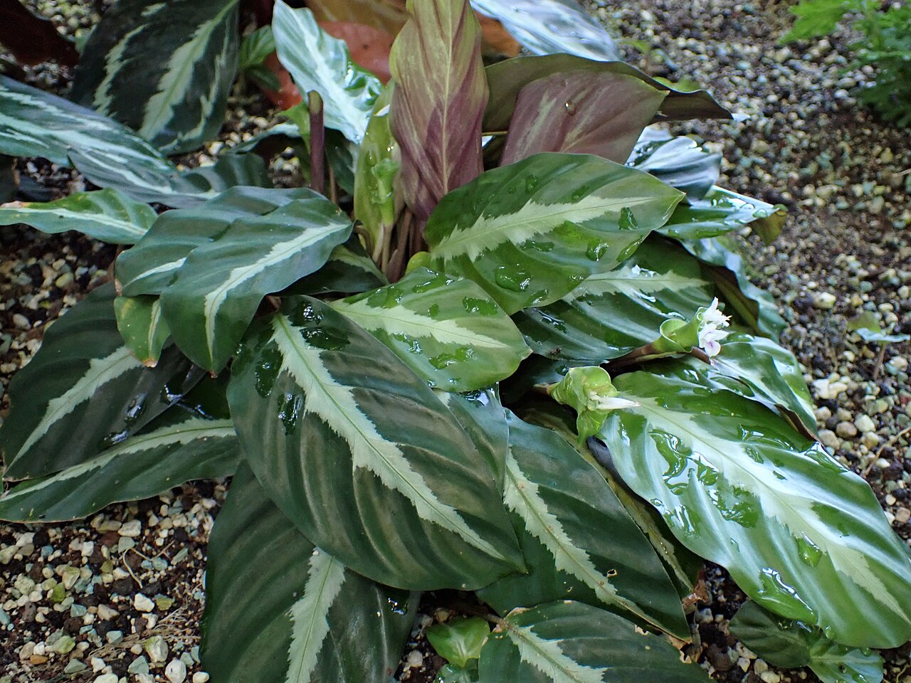 Goeppertia undulata: Calathea undulata in the Botanischer Garten, Berlin-Dahlem